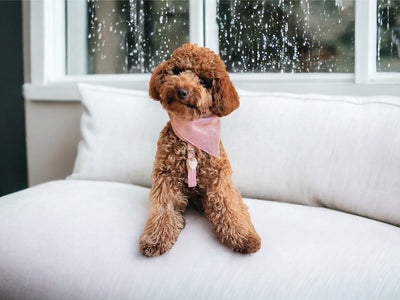 Divertir et occuper votre chien à la maison pendant les jours de pluie 🌧️
