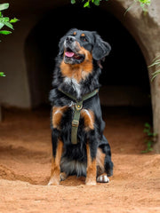 VELVET DOG HARNESS