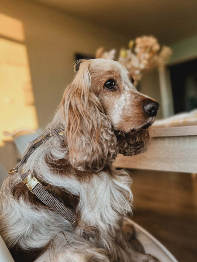 VELVET DOG HARNESS