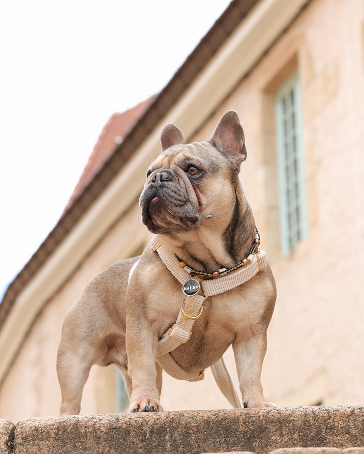 VELVET DOG HARNESS