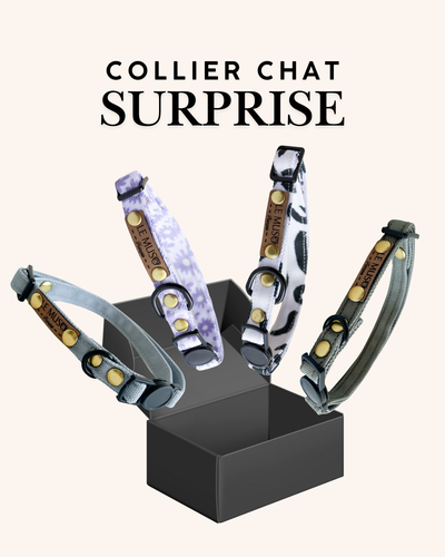 COLLIER SURPRISE CHAT