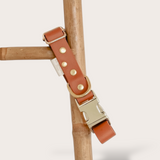 BIOTHANE® CLIP DOG COLLARS