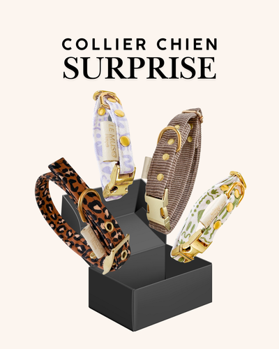 COLLIER SURPRISE POUR CHIEN