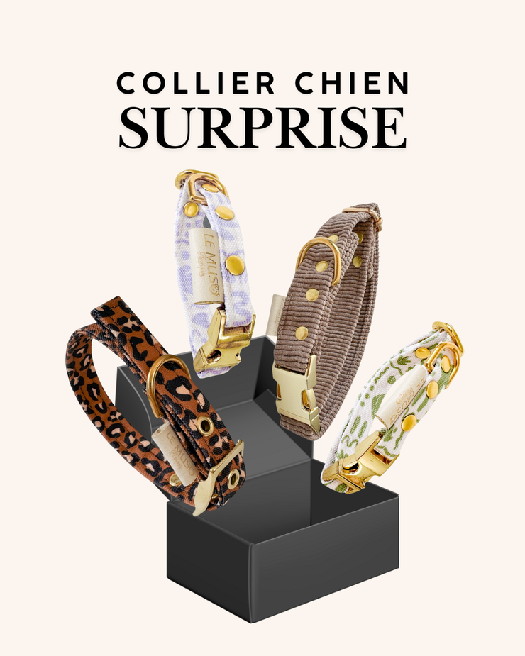 COLLIER SURPRISE POUR CHIEN