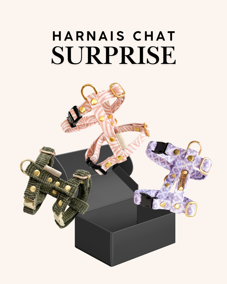 HARNAIS SURPRISE CHAT