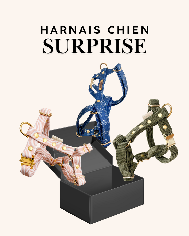 HARNAIS SURPRISE POUR CHIEN