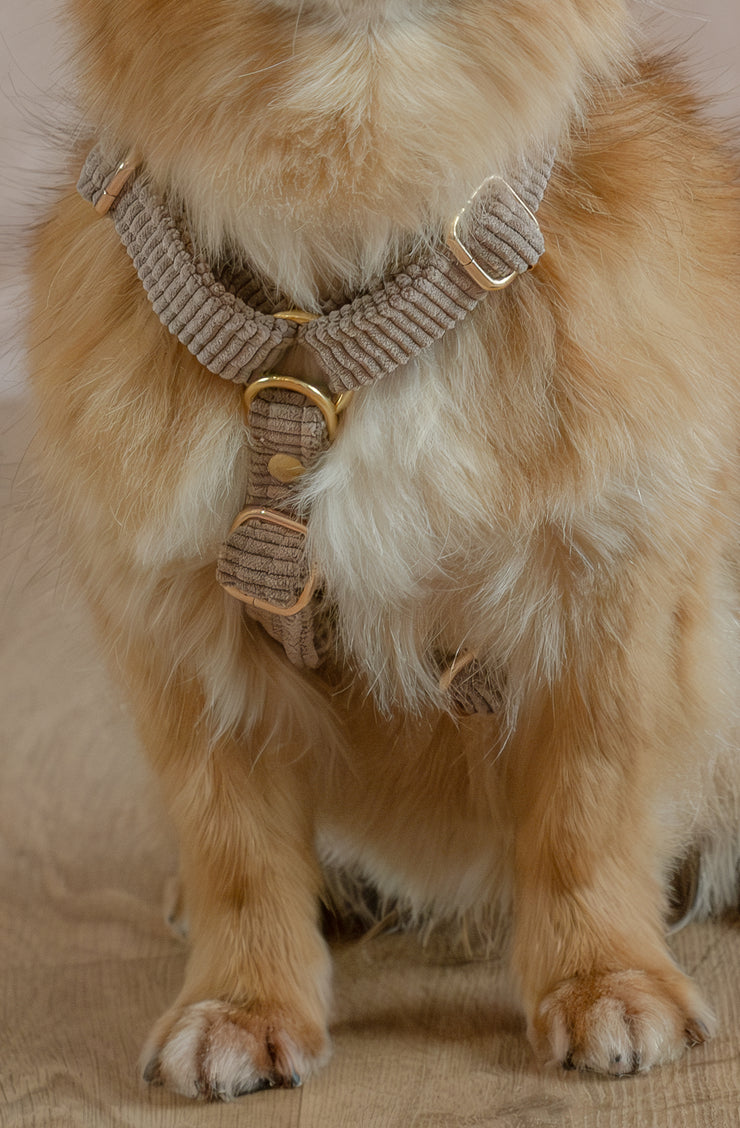 VELVET DOG HARNESS