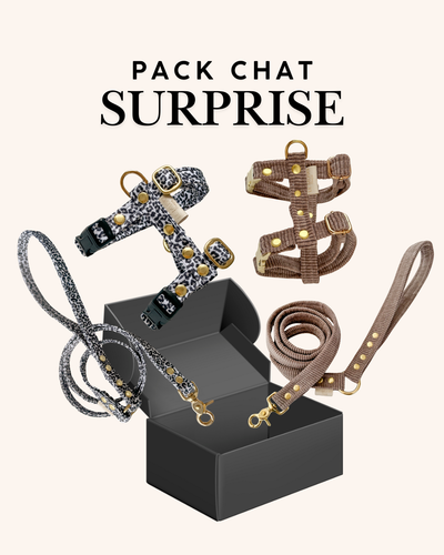 PACK HARNAIS + LAISSE SURPRISE POUR CHAT