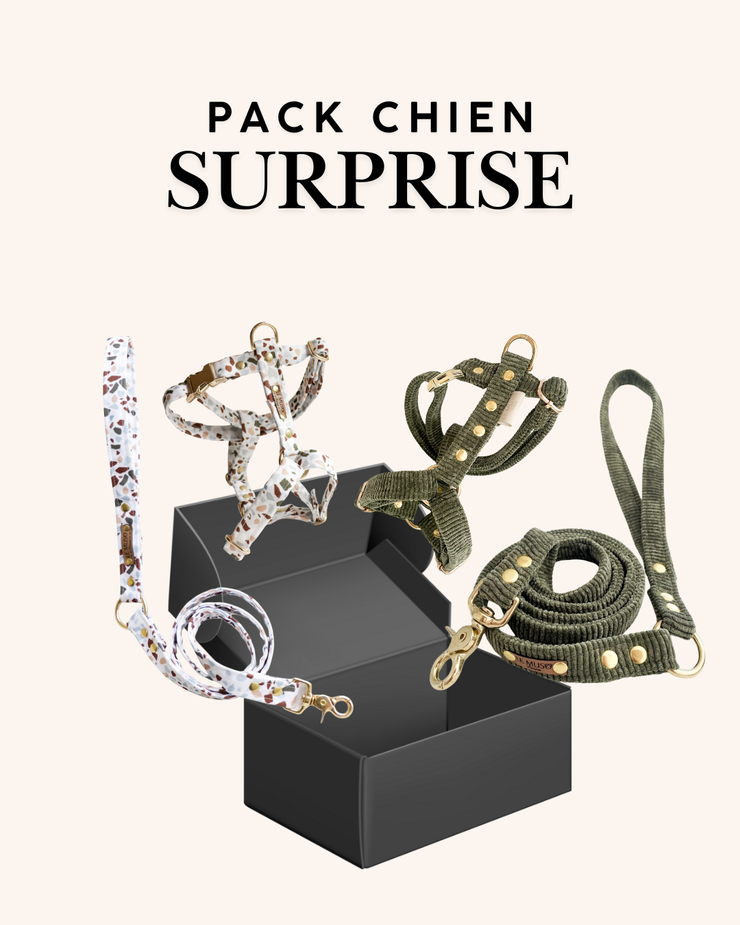 PACK HARNAIS + LAISSE SURPRISE POUR CHIEN