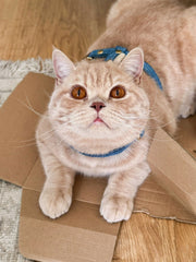 HARNAIS CHAT EN JEAN RECYCLÉ - Re-Jean Pets