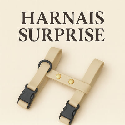SURPRISE CAT HARNESS - BLACK NOVEMBER